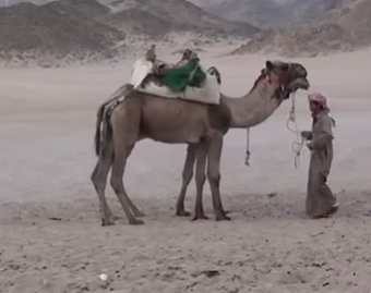 По пустыне на верблюде